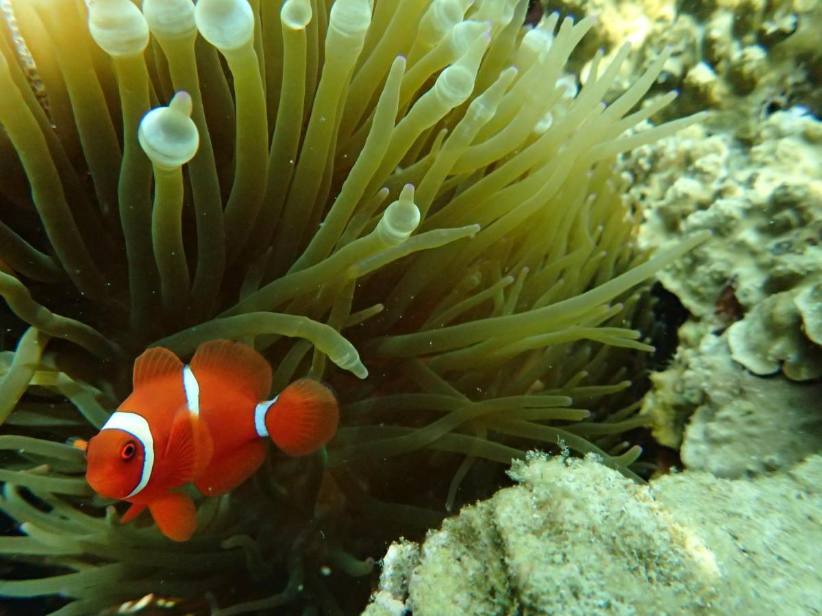 Ayu Hotel Karimunjawa Dış mekan fotoğraf